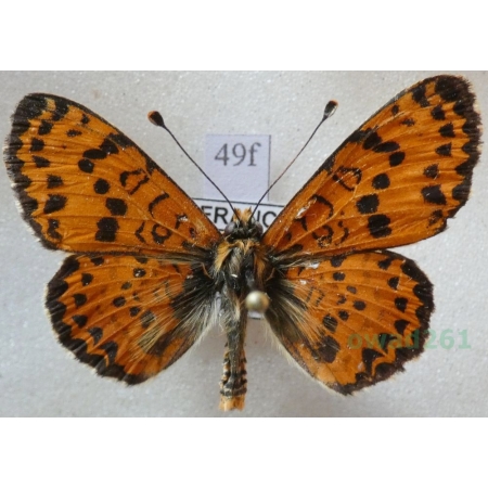 Melitaea didyma (Esper, 1778) male Przeplatka didyma France49f